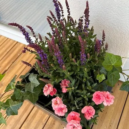 Weinberg Idyllische Ruhe, Nahe Den Weinbergen *