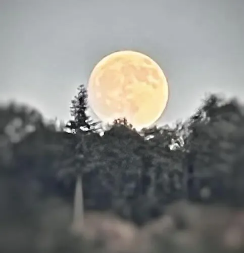 Weinberg Idyllische Ruhe, Nahe Den Weinbergen *