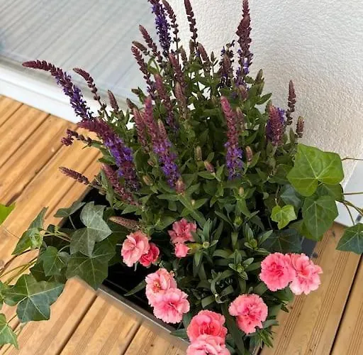 Weinberg Idyllische Ruhe, Nahe Den Weinbergen *